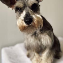 Miniature Schnauzers from Rocky Mountain Schnauzer