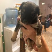 Boy 3 - Lowchen puppy in California from Angel Pups