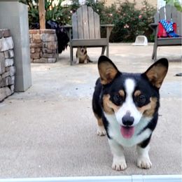 Rip - Pembroke Welsh Corgi