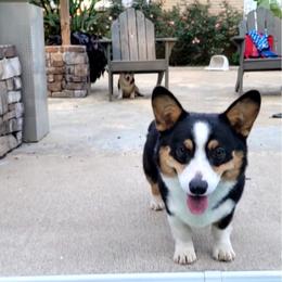 Rip - Pembroke Welsh Corgi