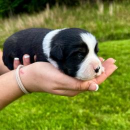 Tux - Black tri male Miniature Australian Shepherd puppy in Mount Carmel, Tennessee from Hill Top Mini Aussies