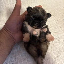 Pekingese and Poodle Puppies from Dogs lovers