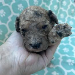 AKC Doc - Brown male Poodle puppy in Athens, Tennessee from Paws & Kisses