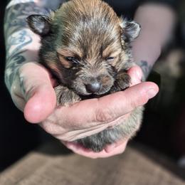 Pomeranian Puppies from Itty bitty friends
