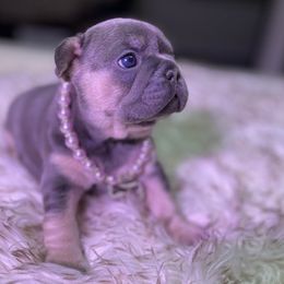 French Bulldogs from The Frenchie Life