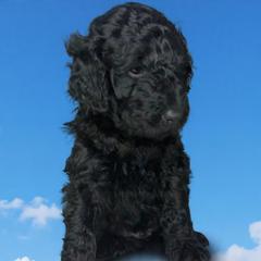 Loki - Black male Barbet puppy in New Bedford, Massachusetts from Barbie's Barbets