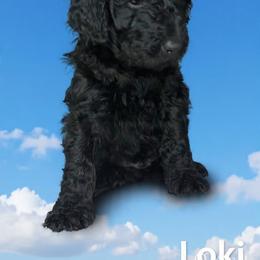 Loki - Black male Barbet puppy in New Bedford, Massachusetts from Barbie's Barbets