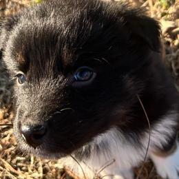 Ash(has tail) - Black tri-color male Australian Shepherd puppy in Butler, Georgia from Aussies at Howling Hill Farm