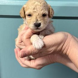 Boy 2 - Apricot male Maltipoo puppy in Mabelvale, Arkansas from Durham's Designer Poos