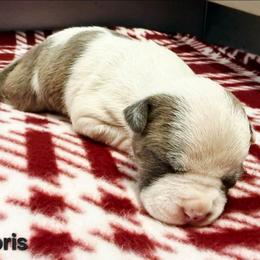 Doris - Blue brindle female American Staffordshire Terrier puppy in Clintwood, Virginia from SkyBlue Kennel