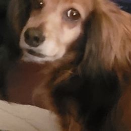Dachshunds from Shiloh's Legacy Mini Dachshunds
