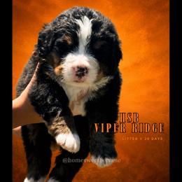 Viper Ridge - Black tan and white male Bernese Mountain Dog puppy in Winigan, Missouri from Home Sweet Bernese