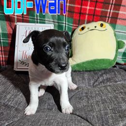 Obi Wan - Black and white male Rat Terrier puppy in Lynn, Alabama from Cryptic Rat Terriers