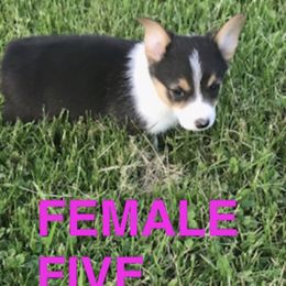 Pembroke Welsh Corgi Puppies from Western Star Corgis