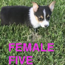 Pembroke Welsh Corgi Puppies from Western Star Corgis