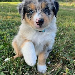 Biome - Blue merle male Australian Shepherd puppy in Albany County, New York from Allie Acres Australian Shepherds