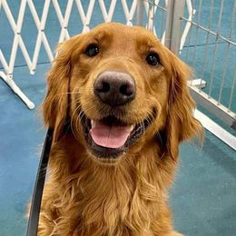 Border Collies and Golden Retrievers from Sona Kennels