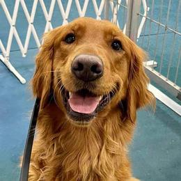 Border Collies and Golden Retrievers from Sona Kennels