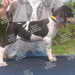 Piper - Blue ticked and tan female Bluetick Coonhound puppy in Mount Pleasant, Texas from Harmons Hounds