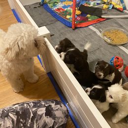 Havanese Puppies from Coco’s Puppies