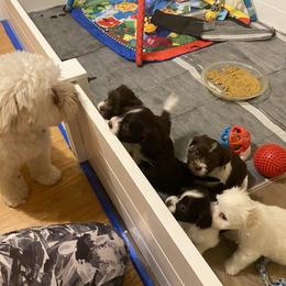 Havanese Puppies from Coco’s Puppies