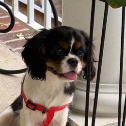 Phoebe - Tri-color female Cavalier King Charles Spaniel puppy in Scottsdale, Virginia from Royal Heritage Spaniels
