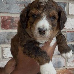 Cinnamon - Sable male Bernedoodle puppy in Richmond, Texas from Harper’s Heartbeats