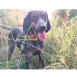 Lady Bird - Bluetick Coonhound