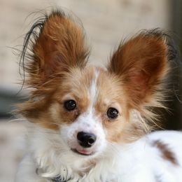 Suki - Papillon