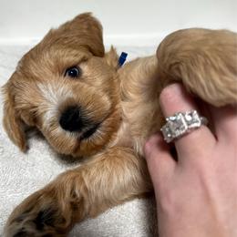 Flash - Wheaten male Miniature Schnauzer puppy in Flint, Texas from Laurel Crown Schnauzers
