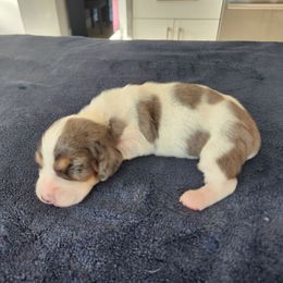 Sisi AKC - Dapple female Dachshund puppy in Torrance, California from Lucky Dachshunds