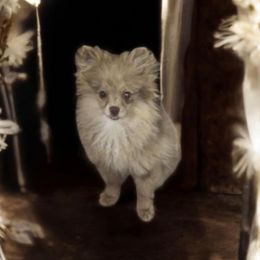 Chocolate merle - Chocolate Pomeranian puppy in Meherrin, Virginia from Traveling Poms