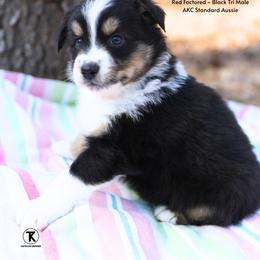 Major- BTM 1 - Black tri-color male Australian Shepherd puppy in Nacogdoches, Texas from TK Standard, Mini, & Toy Aussies