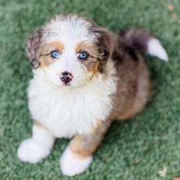 Sprinkles (Dark Blue Collar) - Blue merle male Aussiedoodle puppy in Sharpsburg, Georgia from Steindoodles