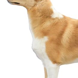Collies and Shetland Sheepdogs from Zandria Collies and Shetland Sheepdogs