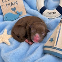 Reef - Liver male Shihpoo puppy in Hertford, North Carolina from Heaven Sent Shihpoo's