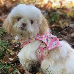 Penny - Shih Tzu