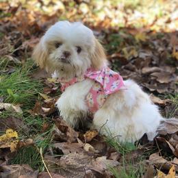 Penny - Shih Tzu
