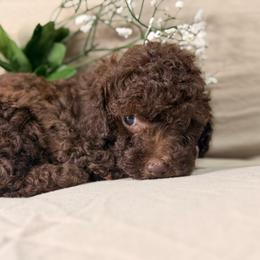 Coco - Brown male Poodle puppy in Salt Lake City, Utah from Puppy Promise