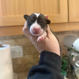 Eevee - White and red female Pembroke Welsh Corgi puppy in Red Bluff, California from Wilder Ranch Corgis