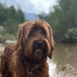 Pixie - Australian Labradoodle
