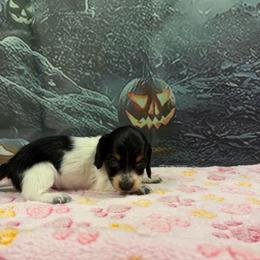 Dots - Piebald female Dachshund puppy in Irving, Texas from DFW Dachshunds by G & S