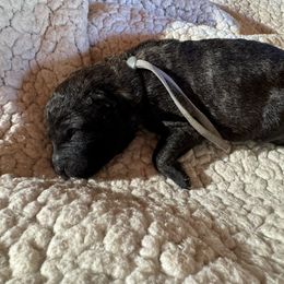 Ms Grey - Dutch Shepherd puppy from Best Friends Dutchie