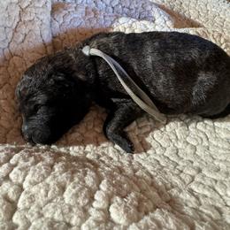Ms Grey - Dutch Shepherd puppy from Best Friends Dutchie