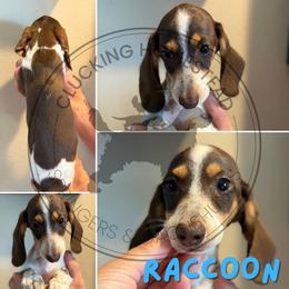 Raccoon - Piebald male Dachshund puppy in Fond Du Lac, Wisconsin from Clucking Homestead Springers & Dachshunds