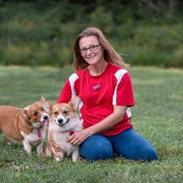 Rosie - Pembroke Welsh Corgi