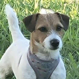 Russell Terriers from BrandedJacks