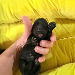 Gal - Gray (blue) and cream female Dachshund puppy in Knoxville, Tennessee from East TN Dachshunds
