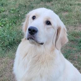 Whistler - Golden Retriever