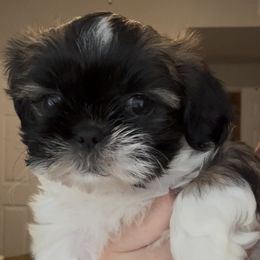 Brownie - Tricolor female Shih Tzu puppy in Fontana, California from Loraine Bailey